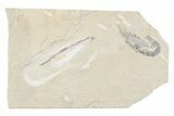 Cretaceous Soft Bodied Squid with Shrimp - Lebanon #376345-1